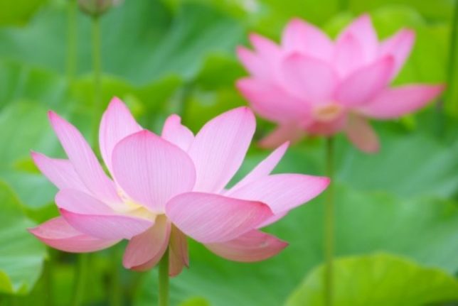 蓮の花